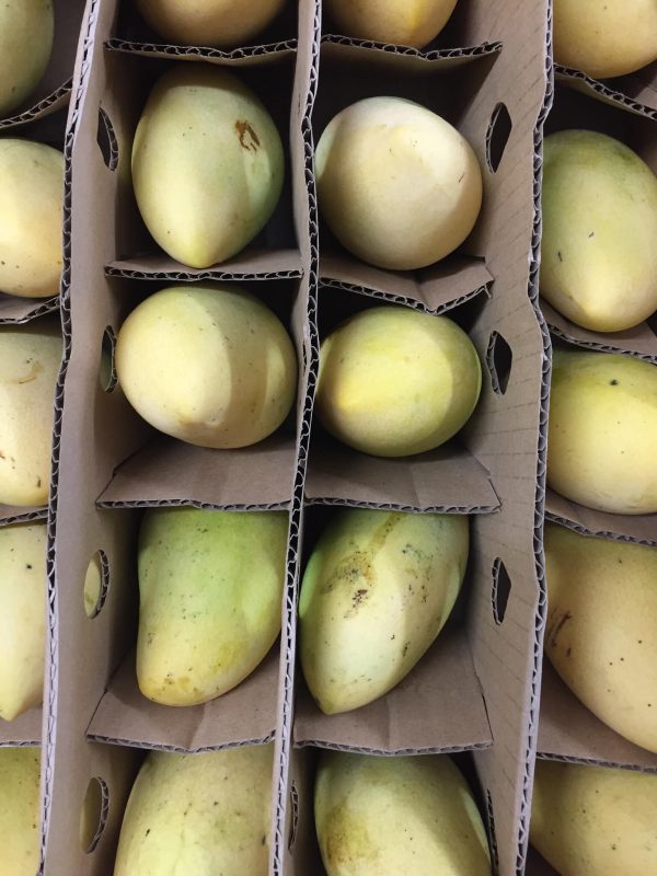 Indian Mangoes  /per kg