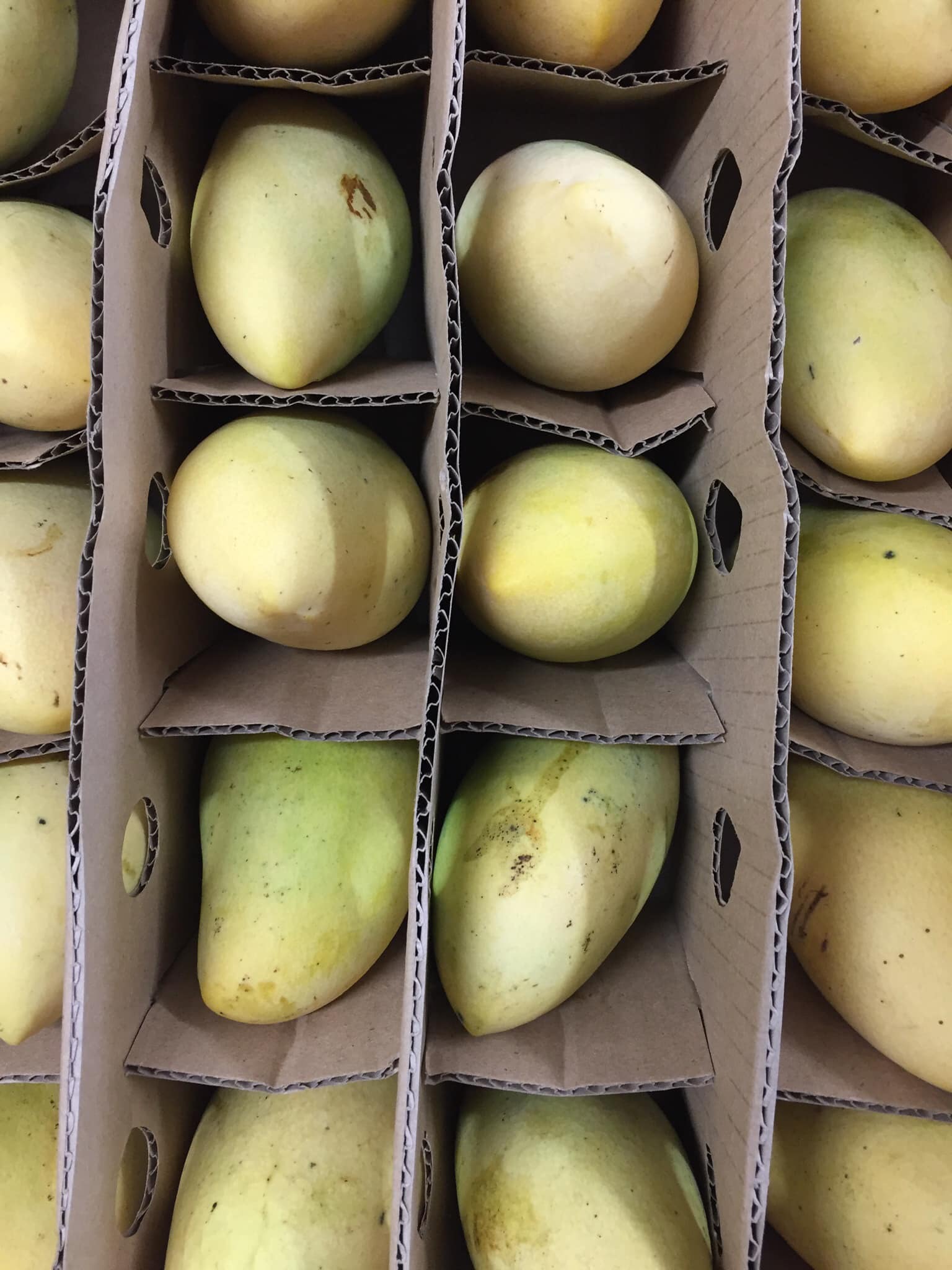 Indian Mangoes /per kg Bahay Kubo