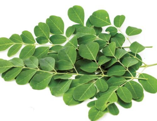 Moringa/Malunggay/Drumstick Leaves/kg